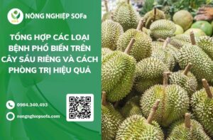 Tổng hợp các loại bệnh trên cây sầu riêng phổ biến và cách phòng trị hiệu quả