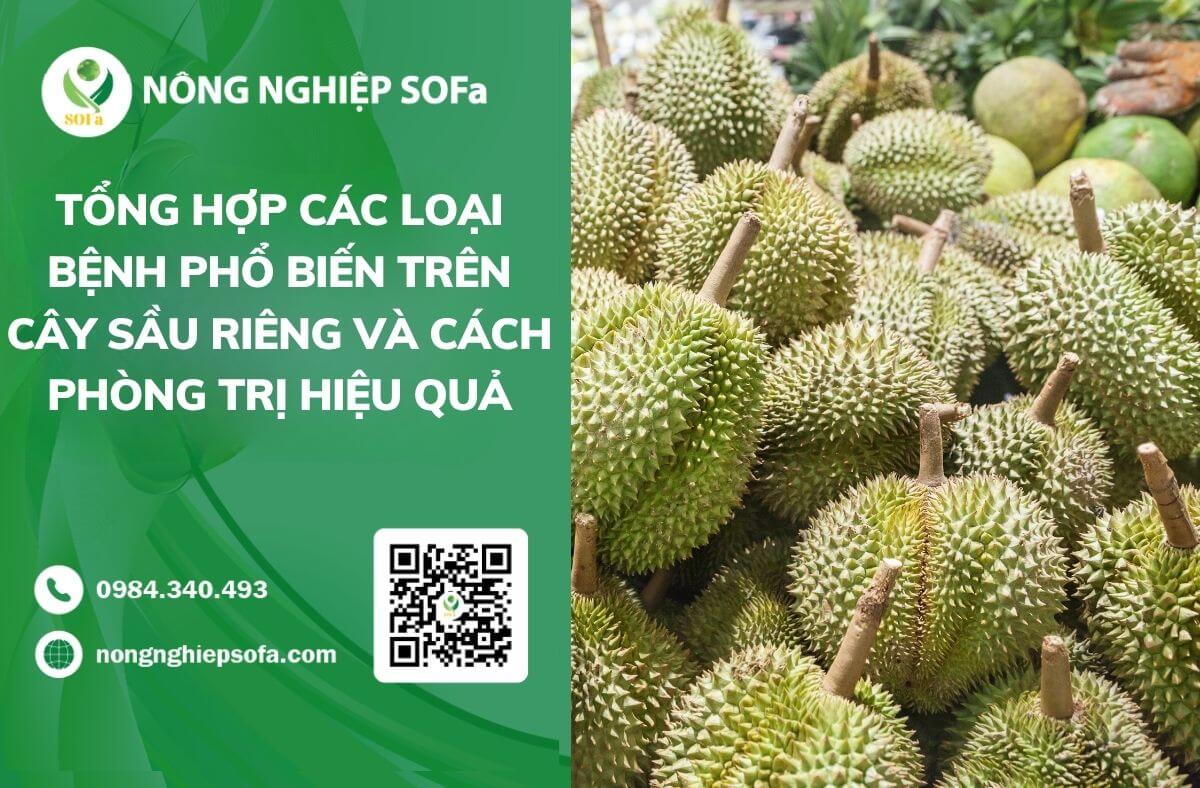 Tổng hợp các loại bệnh trên cây sầu riêng phổ biến và cách phòng trị hiệu quả