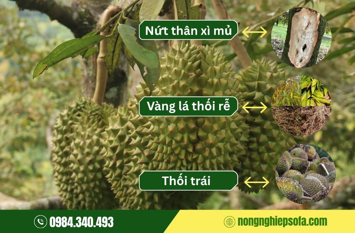 Tìm hiểu và xử lý các bệnh trên cây sầu riêng hiệu quả tốt nhất 2026 