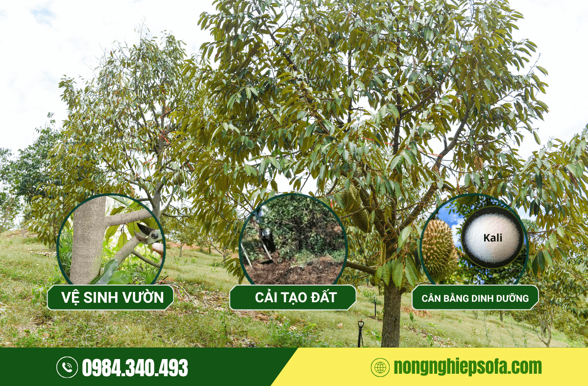 3 Tong hop cac loai benh tren cay sau rieng pho bien va cach phong tri hieu qua