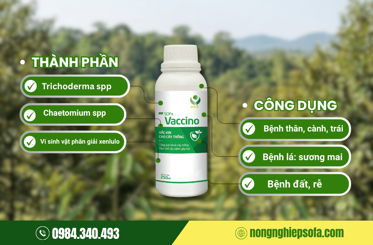 Tìm hiểu và xử lý các bệnh trên cây sầu riêng hiệu quả tốt nhất 2026 