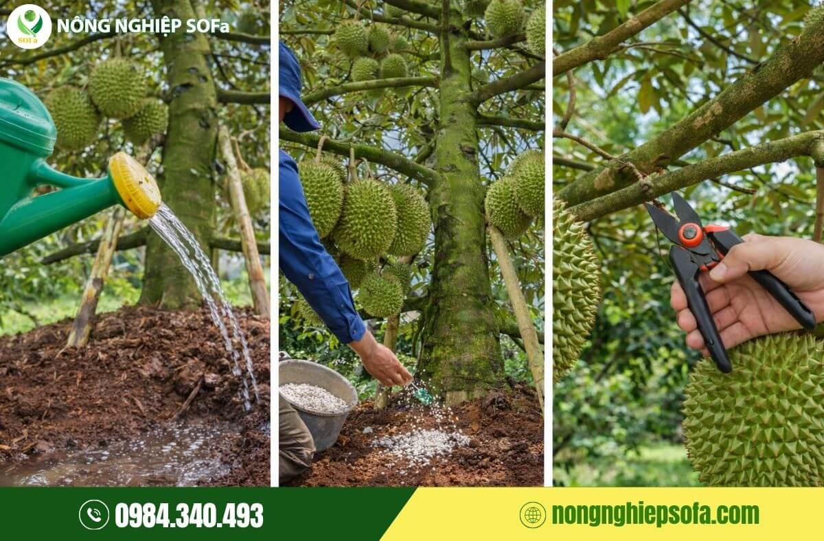 Cach trong sau rieng 1 1