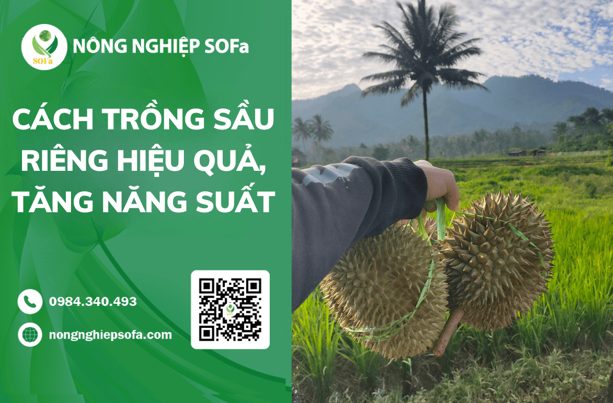 Cách trồng sầu riêng hiệu quả, tăng năng suất