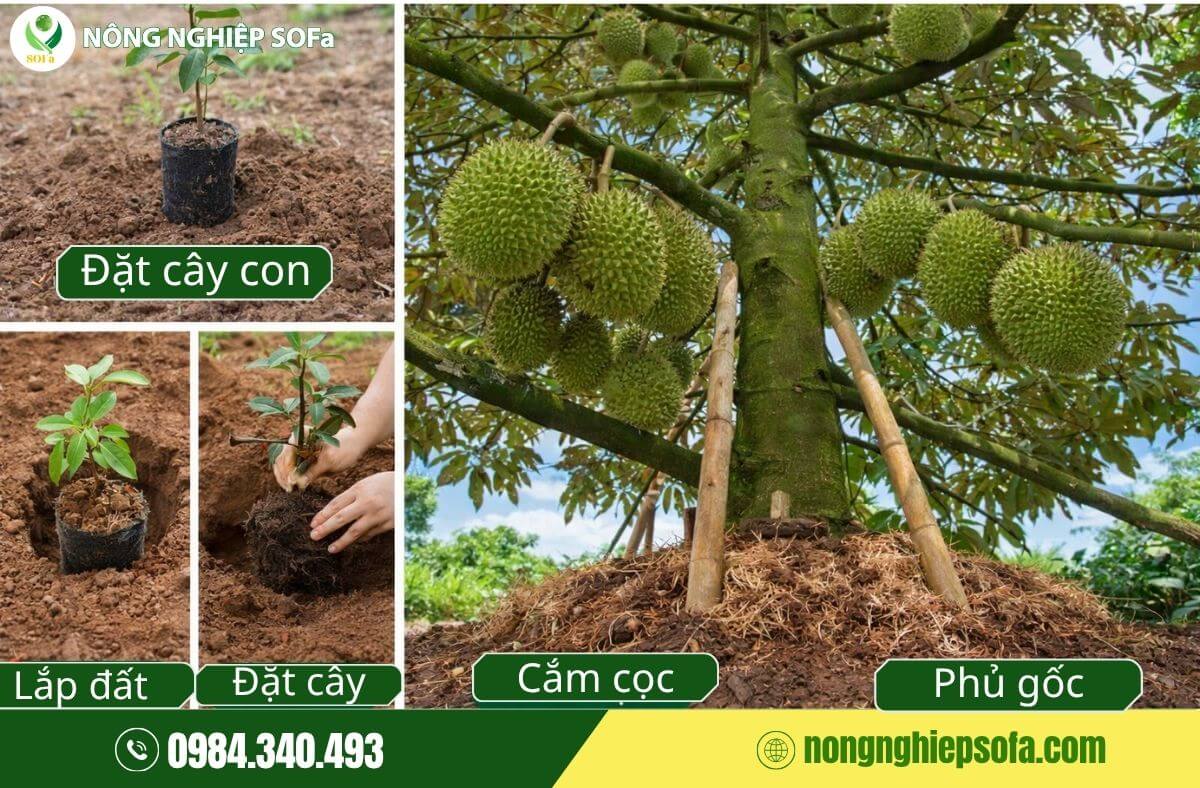 Cach trong sau rieng