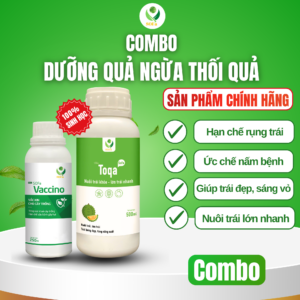 Combo dưỡng quả ngừa thối quả