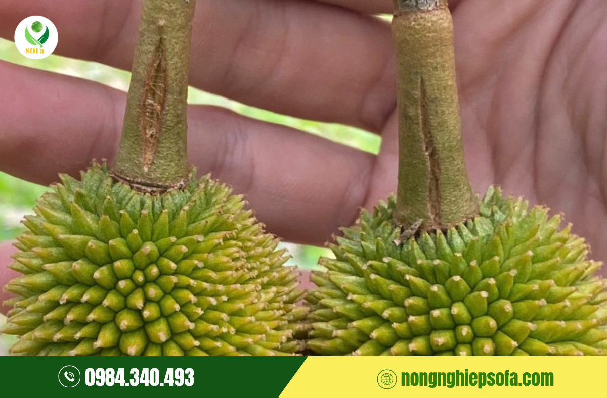 sau-rieng-nut-cuong-phai-lam-sao