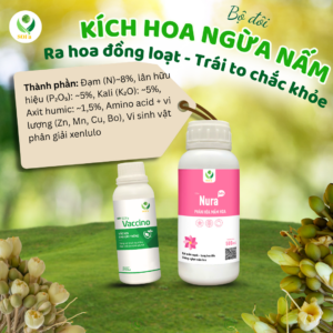 kích hoa ngừa nấm