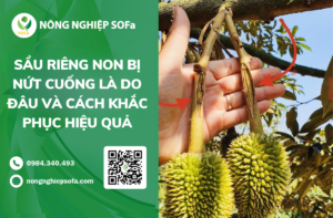 Sau Rieng Non Bi Nut Cuong La Do Dau Va 2 Cach Khac Phuc