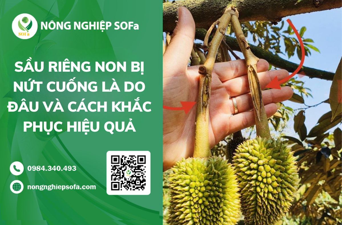Sau Rieng Non Bi Nut Cuong La Do Dau Va 2 Cach Khac Phuc