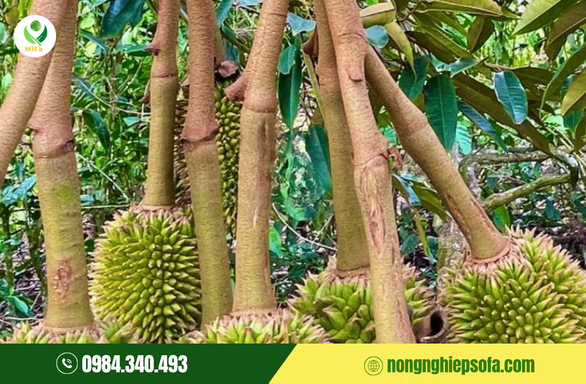 sau-rieng-non-bi-nut-cuong