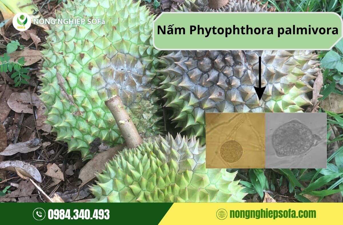 nấm Phytophthora palmivora gây thối trái sầu riêng