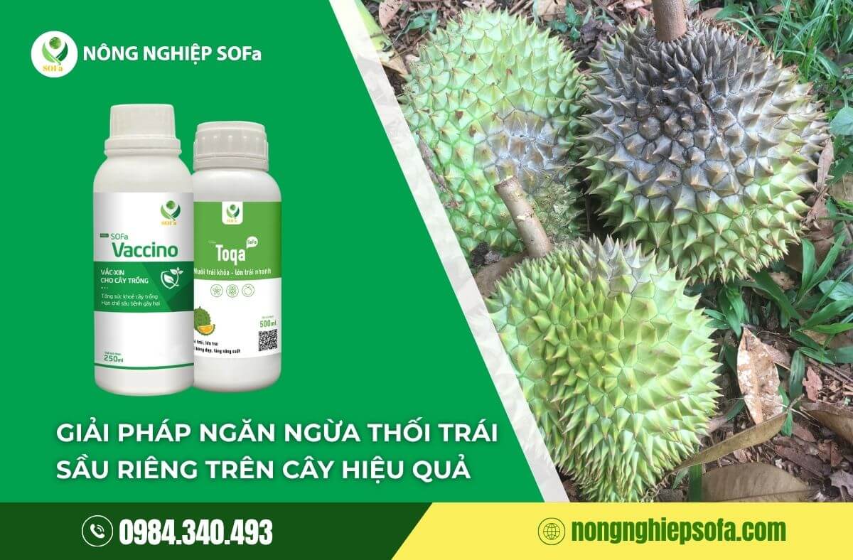 combo ngan ngua thoi dit sau rieng