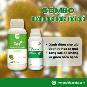 dưỡng quả ngừa thối quả