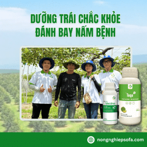 dưỡng quả ngừa thối quả