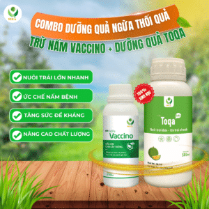 dưỡng quả ngừa thối quả