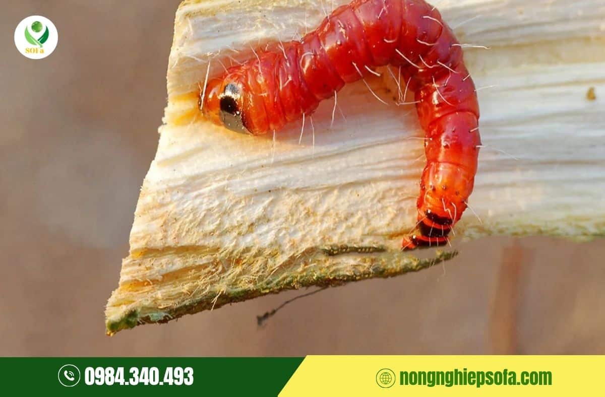 mọt đục cành cà phê