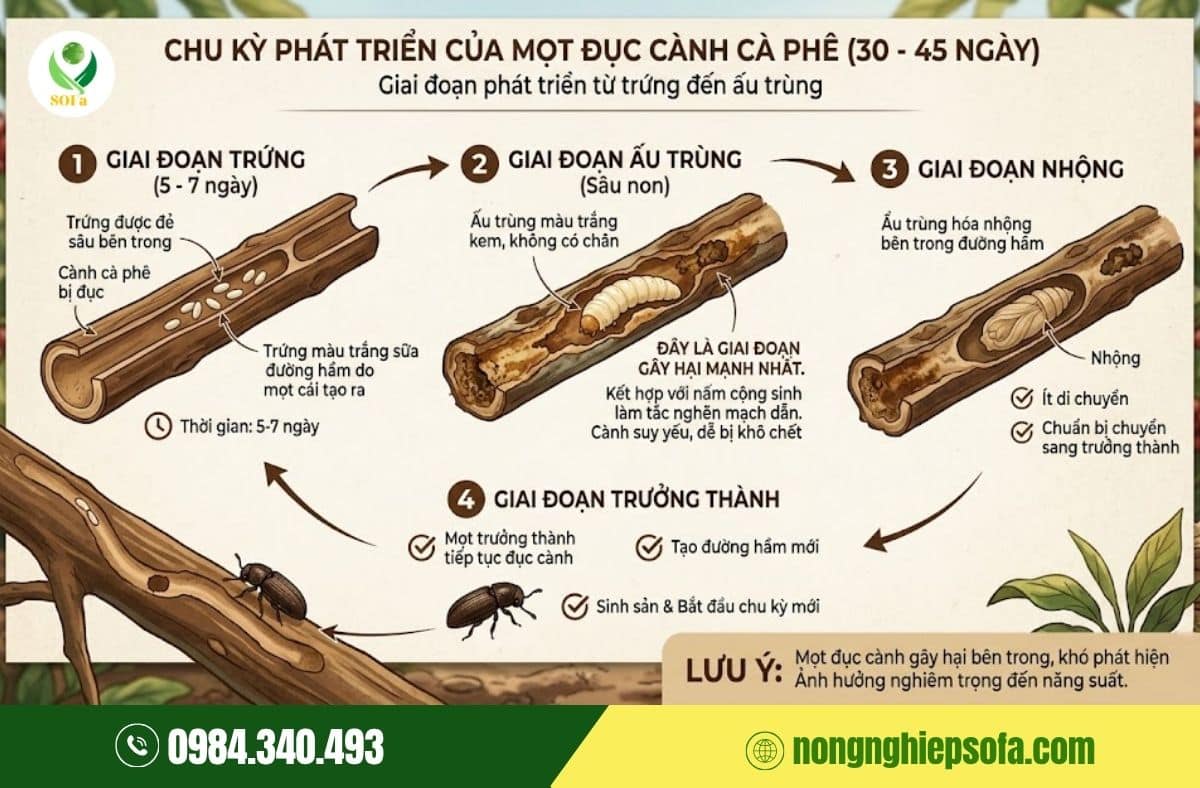 mọt đục cành cà phê
