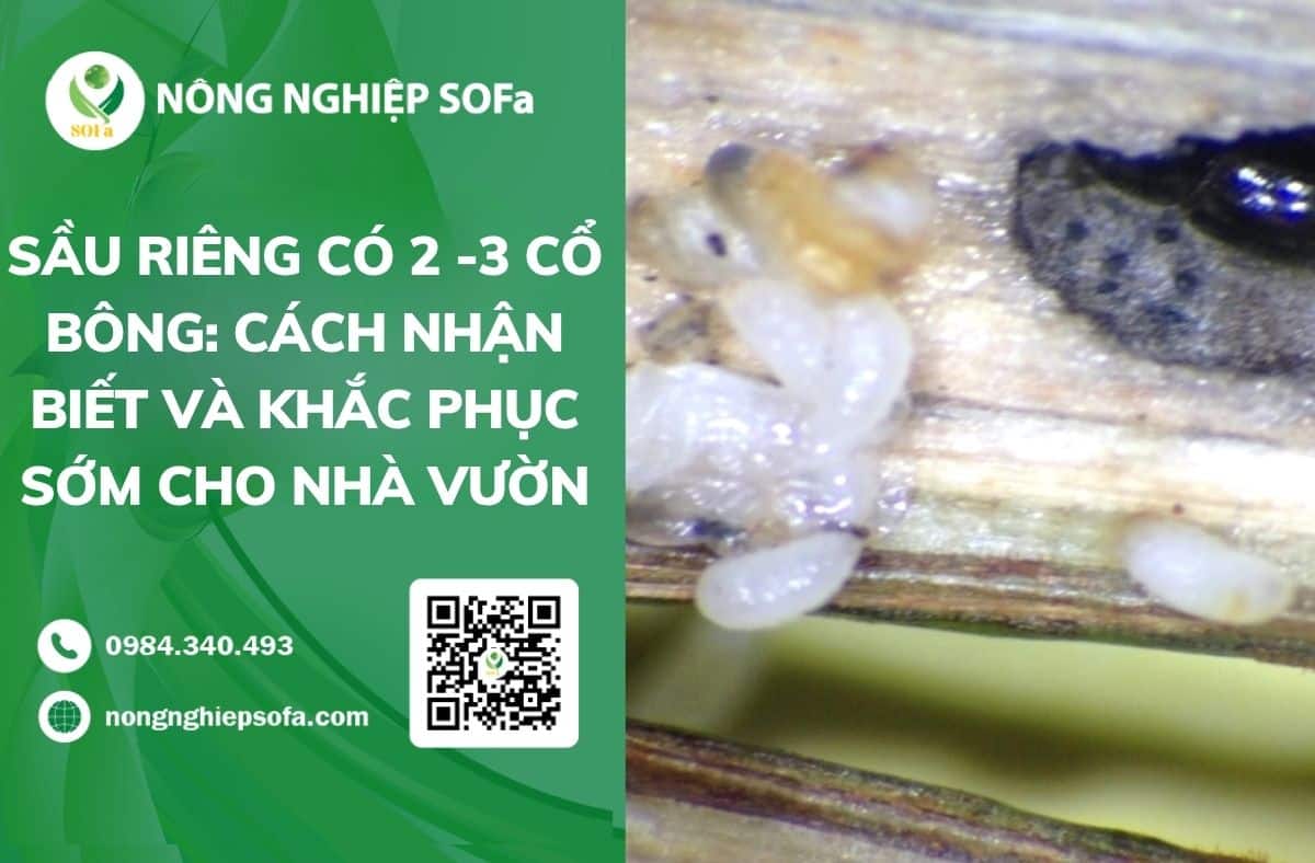 mọt đục cành cà phê