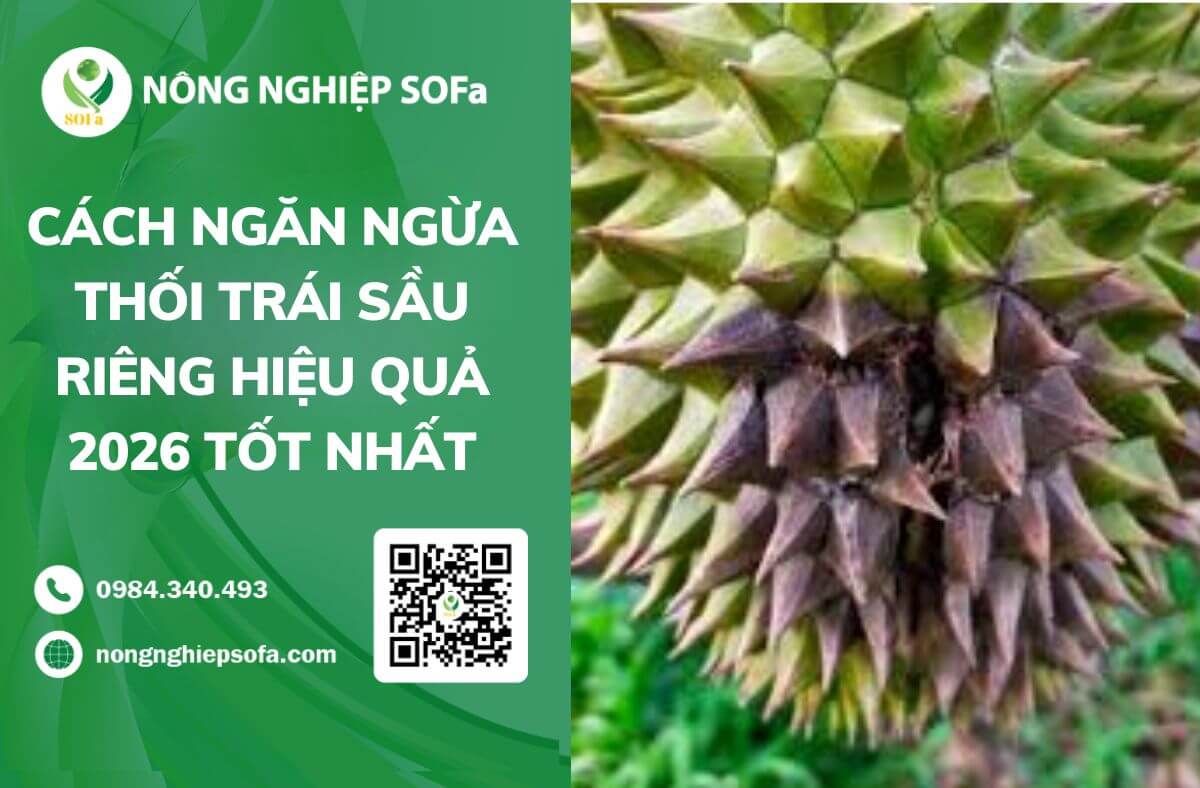 Cách ngăn ngừa bệnh thối trái sầu riêng