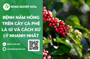 Bệnh nấm hồng trên cây cà phê