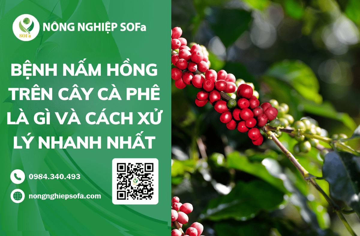 Bệnh nấm hồng trên cây cà phê