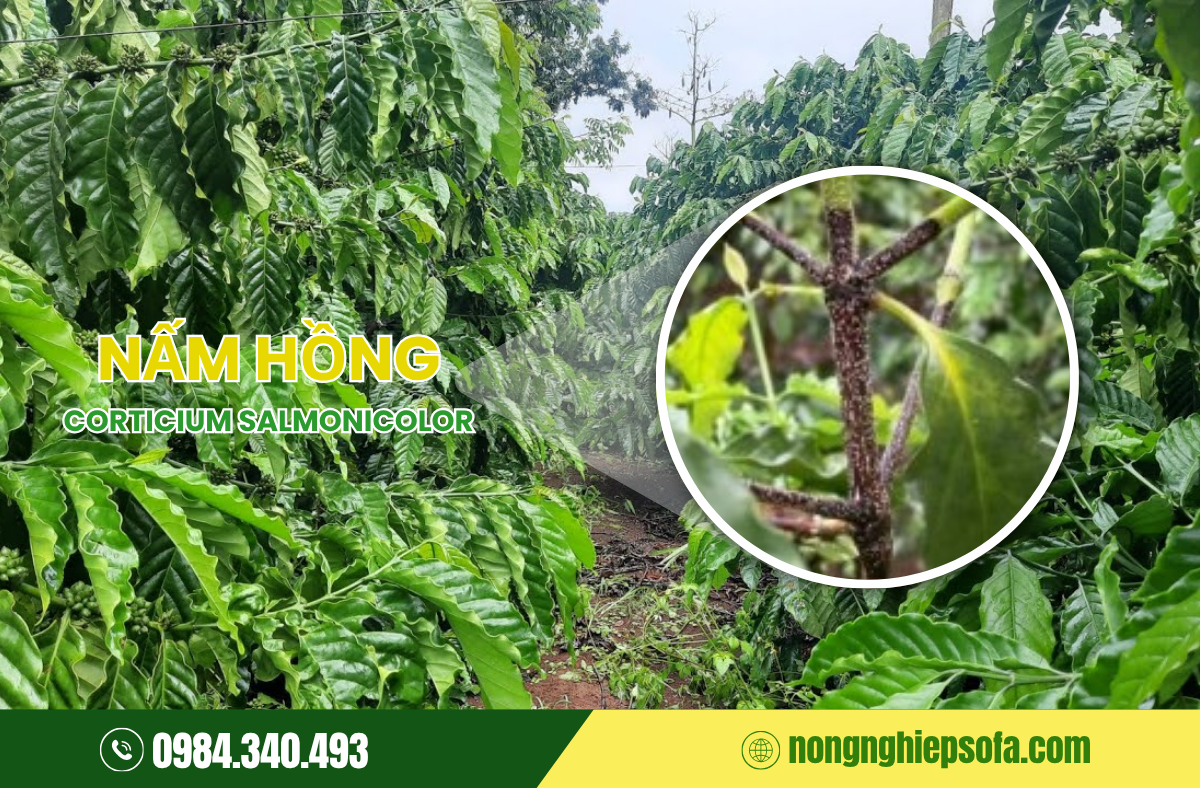 Bệnh nấm hồng trên cây cà phê