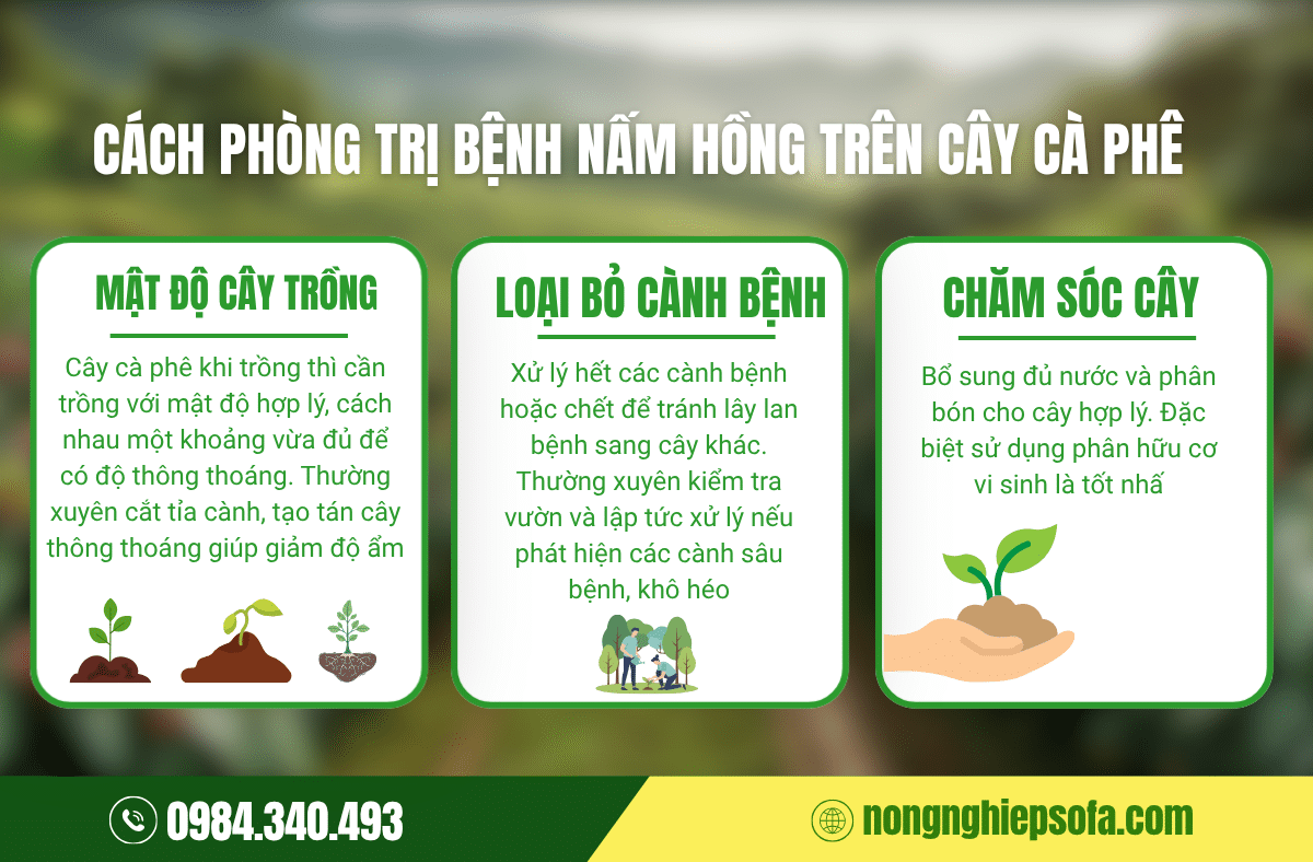 bệnh nấm hồng trên cây cà phê​