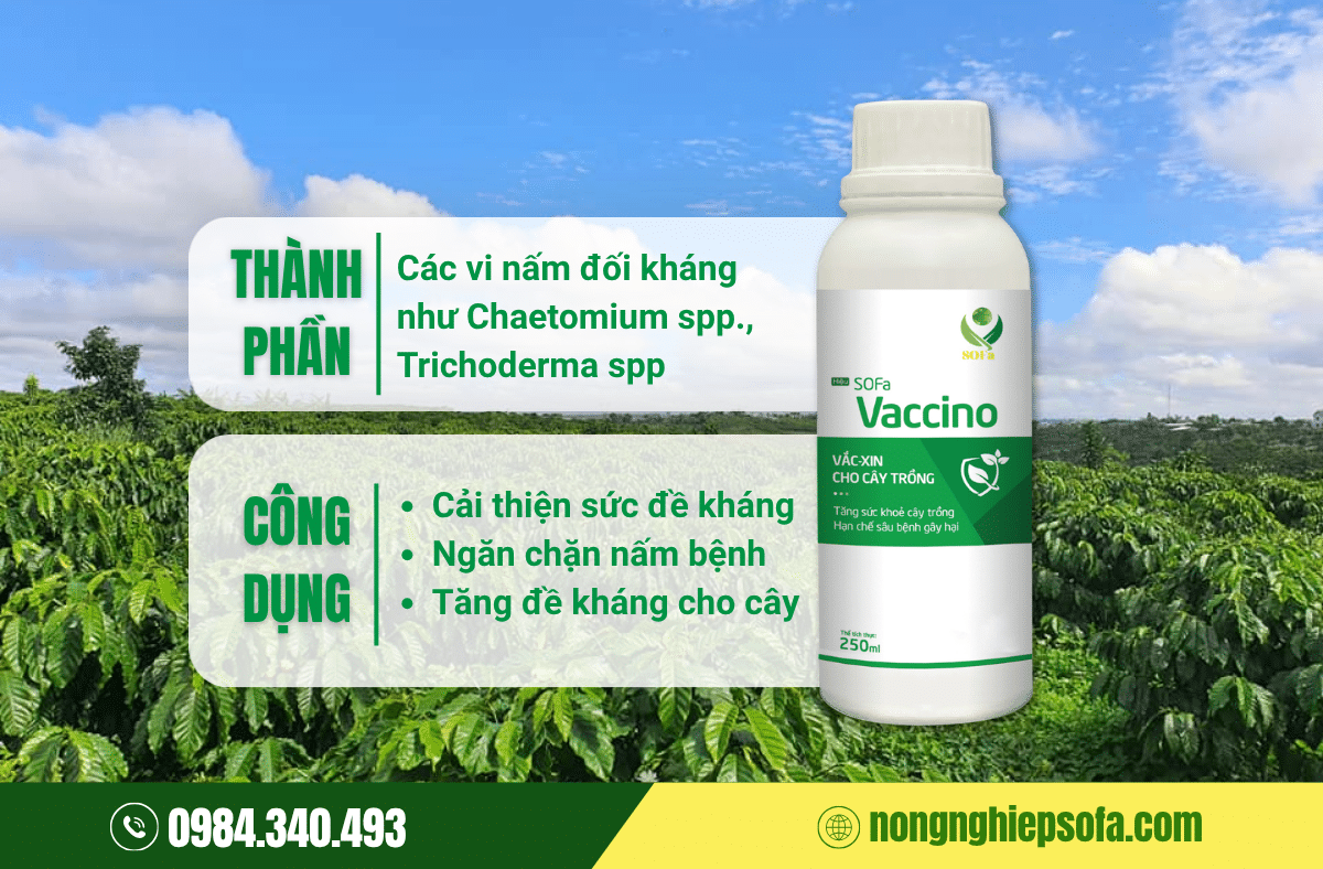 bệnh nấm hồng trên cây cà phê​