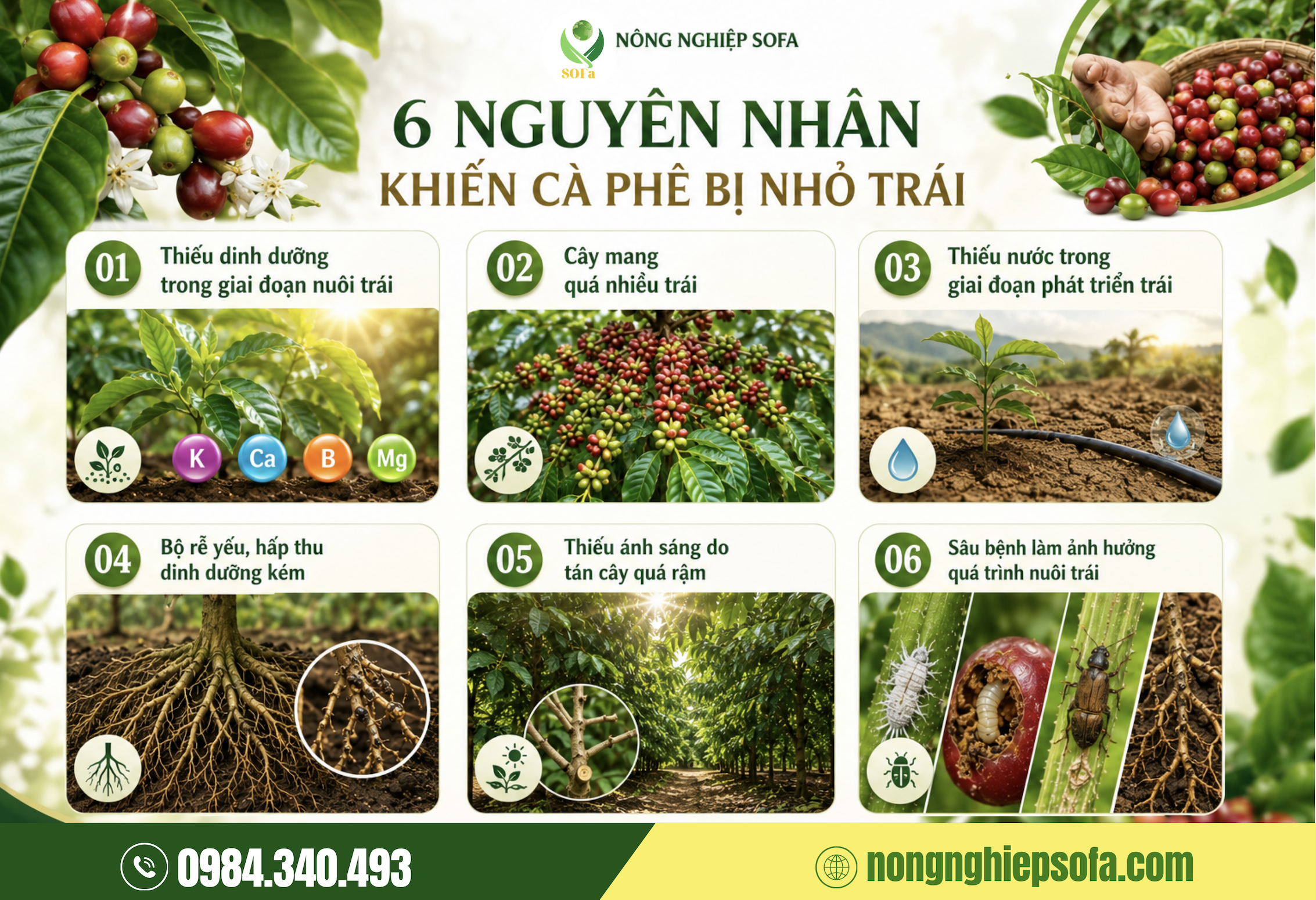 Nguyên nhân khiến vườn cà phê bị nhỏ trái