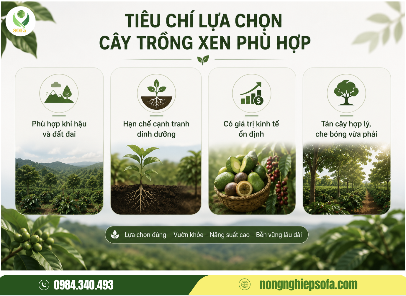 Trồng xen canh cây gì trong vườn cà phê để đạt hiệu quả kinh tế bền vững? 2 Tiêu chí lựa chọn cây trồng xen phù hợp