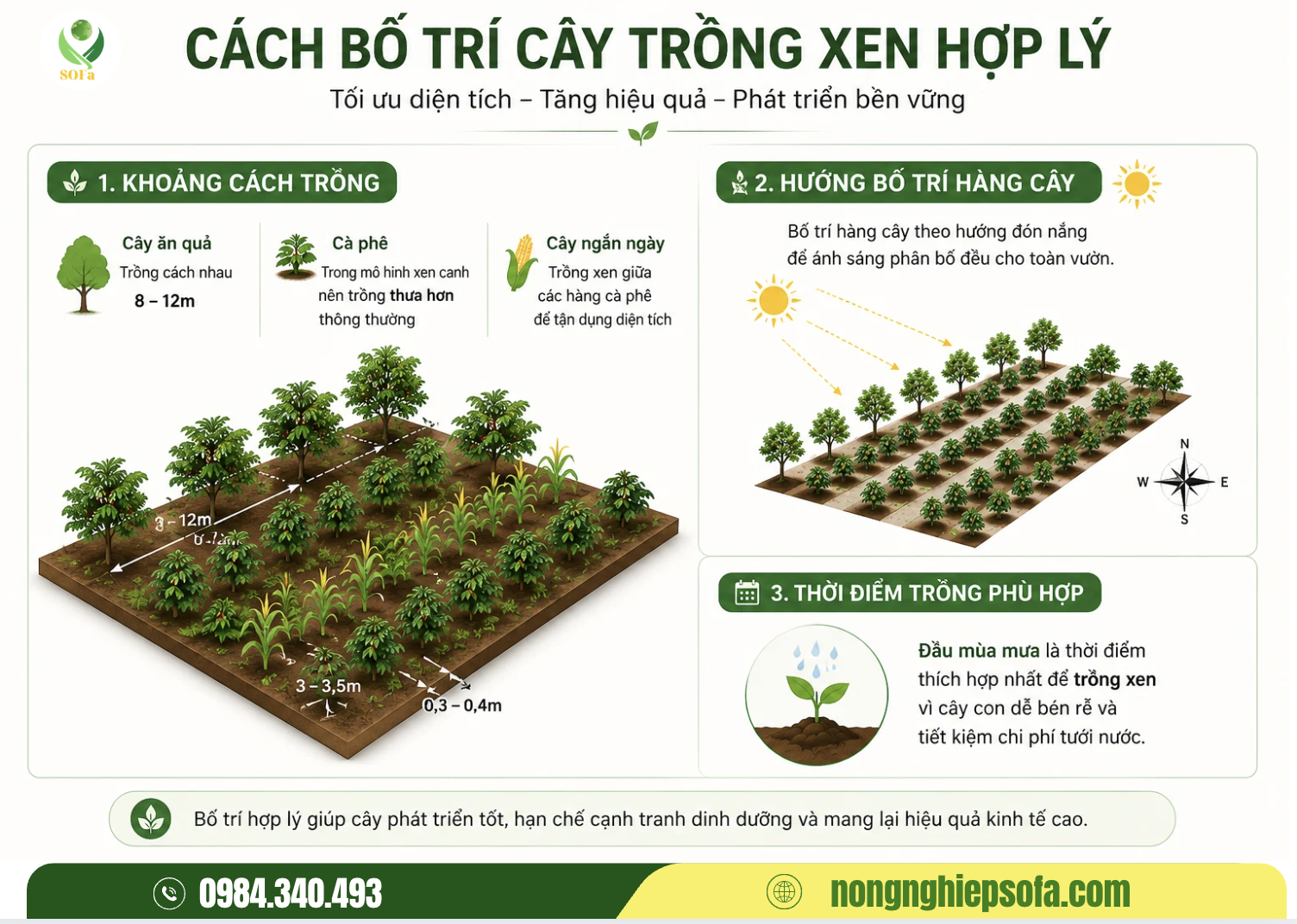 Trồng xen canh cây gì trong vườn cà phê để đạt hiệu quả kinh tế bền vững? 4 Cách bố trí cây trồng xen hợp lý