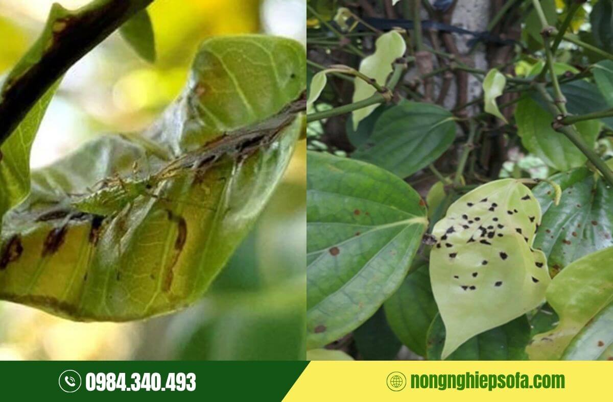 Bọ xít muỗi trên cây trồng và cách phòng trừ hiệu quả 2 Tác hại của bọ xít muỗi lên cây trồng