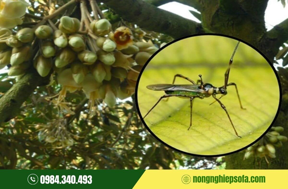 Bọ xít muỗi trên cây trồng và cách phòng trừ hiệu quả 3 Cách phòng trị bọ xít muỗi