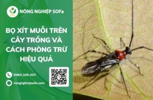 Bọ xít muỗi