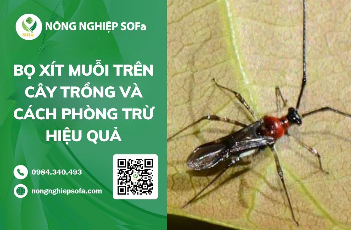 Bọ xít muỗi trên cây trồng và cách phòng trừ hiệu quả 1 Bọ xít muỗi