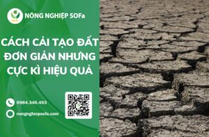 CÁCH CẢI TẠO ĐẤT ĐƠN GIẢN NHƯNG CỰC KÌ HIỆU QUẢ