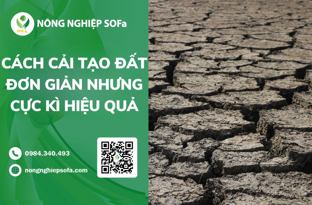 CÁCH CẢI TẠO ĐẤT ĐƠN GIẢN NHƯNG CỰC KÌ HIỆU QUẢ