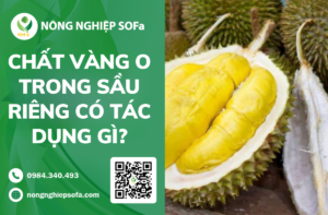 chat-vang-o-trong-sau-rieng
