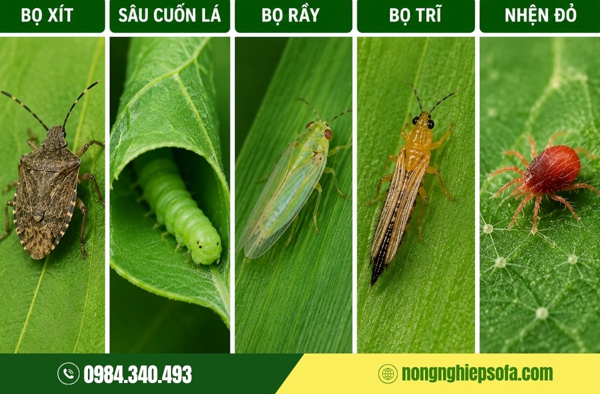 Các loại sâu bệnh hại cây trồng phổ biến