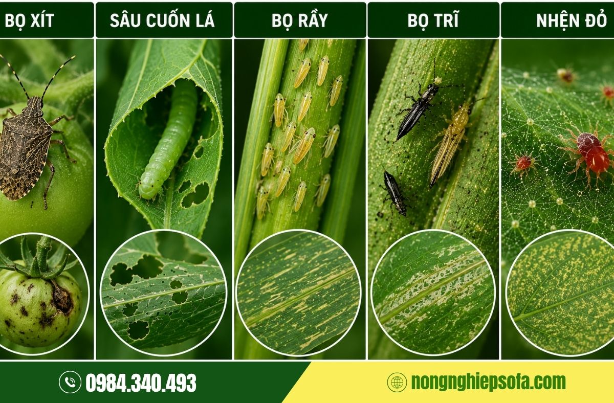 Tác hại của sâu bệnh đối với cây trồng
