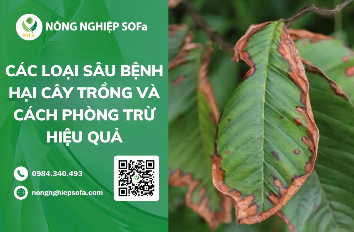 Các loại sâu bệnh hại cây trồng và cách phòng trừ hiệu quả