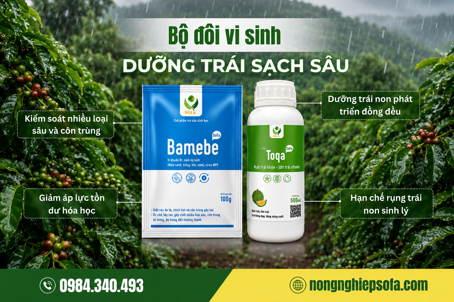 NGUYÊN NHÂN CÀ PHÊ RỤNG TRÁI NON VÀ 4 CÁCH KHẮC PHỤC 3 cach-khac-phuc-ca-phe-rung-trai-non