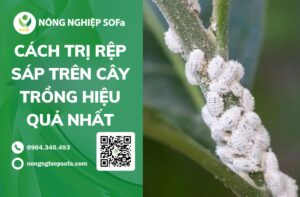 CÁCH TRỊ RỆP SÁP TRÊN CÂY TRỒNG HIỆU QUẢ NHẤT HIỆN NAY
