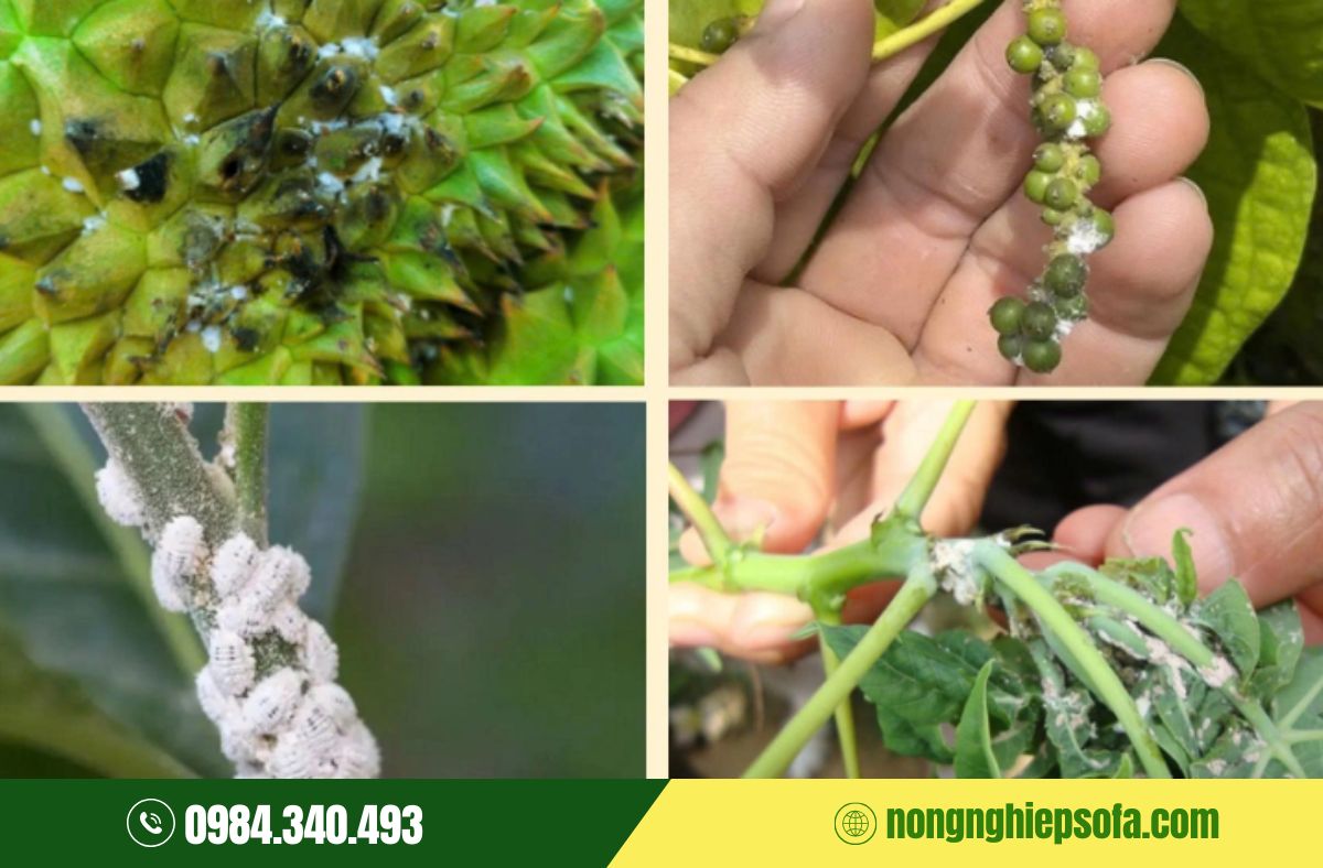 Đặc điểm nhận dạng rệp sáp trên cây trồng