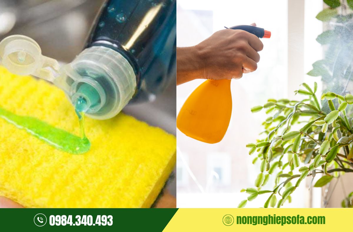 Cách diệt rệp sáp trắng bằng nước rửa chén