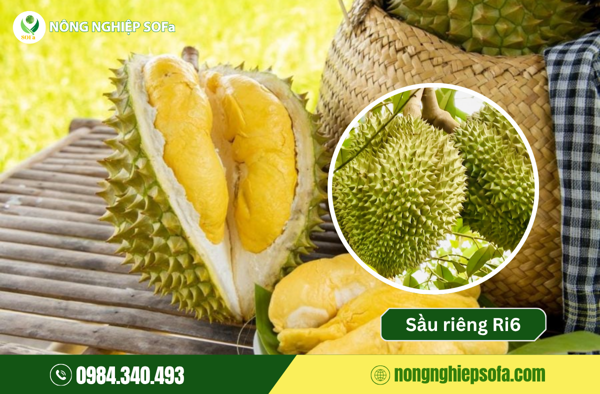 Dac diem 4 giong sau rieng duoc thi truong ua chuong hien nay 1