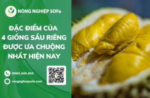 Đặc điểm 4 giống sầu riêng được thị trường ưa chuộng hiện nay