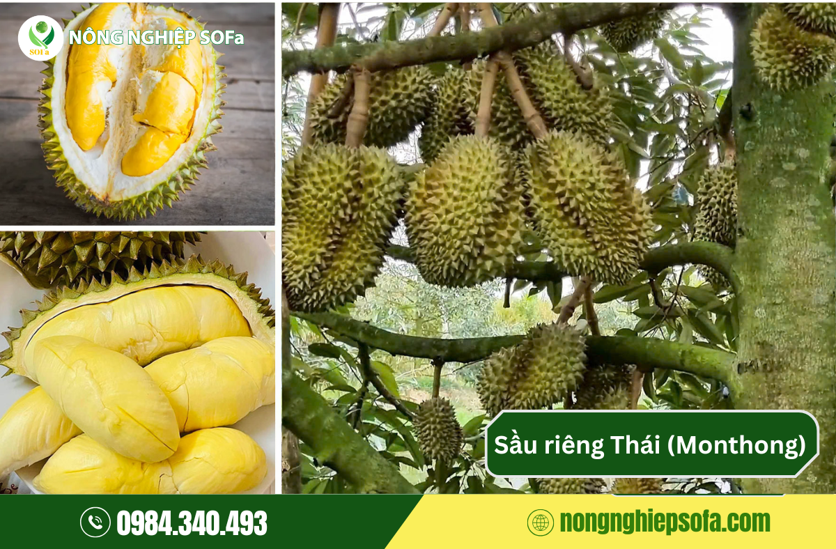 Dac diem 4 giong sau rieng duoc thi truong ua chuong hien nay 3