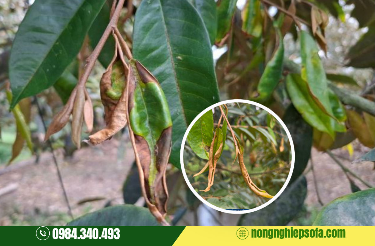NGUYÊN NHÂN SẦU RIÊNG BỊ KHÔ ĐỌT VÀ 4 BƯỚC XỬ LÝ HIỆU QUẢ 1 sau-rieng-bi-kho-dot-nhu-the-nao