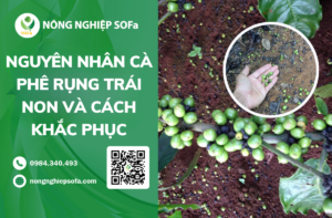 NGUYEN NHAN CA PHE RUNG TRAI NON VA 4 CACH KHAC PHUC 1